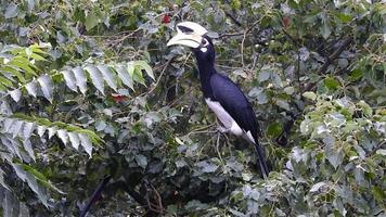 A close-up shot of oriental pied hornbill, Anthracoceros albirostris, in the forest eating seed off the trees.Two other common names for this species are Sunda pied and Malaysian pied hornbill.