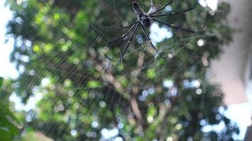 A close up shot of Nephila pilipes ,northern golden orb weaver or giant golden orb weaver is a species of golden orb-web spider. The N. pilipes golden web is vertical with a fine irregular mesh. video