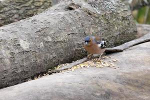 Chaffinch eating seed on a dead tree photo