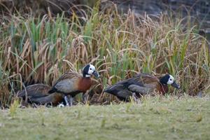 White-Faced Whistling Ducks emerging from the water photo