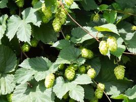 A cluster of sunlit Hops growing in Kent photo