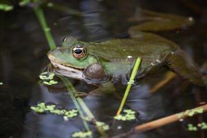 Marsh Frog resting in a pond photo
