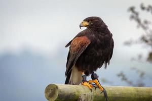Harris Hawk, Parabuteo unicinctus, perched on a wooden rail