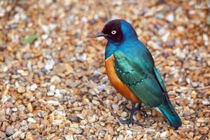 Superb Spreo Starling,,Lamprotornis superbus photo