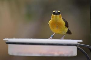 Black-necked Weaver perched on a dish of food photo