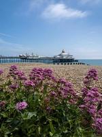 Wild Red Valerian flowers blooming on the beach at Eastbourne in summertime photo