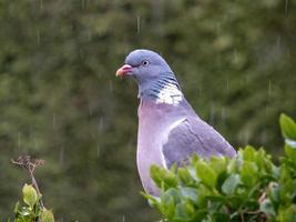 Wood Pigeon resting in the rain photo