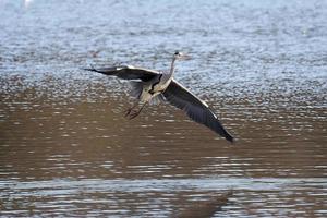 Grey Heron Coming in to Land at Warnham Nature Reserve photo