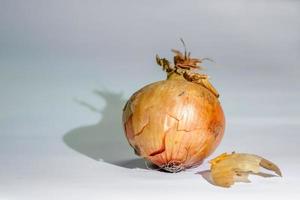 Onion still life photo