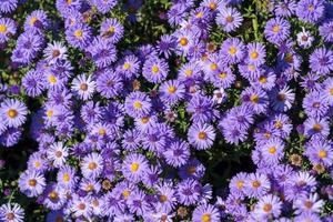 asters floreciendo en un jardín en moldovita foto