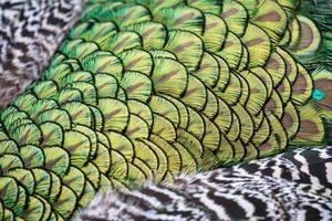 Close up of the colourful plumage of a Peacock photo