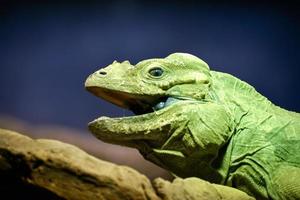 iguana verde con la boca bien abiertaiguana verde foto