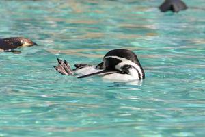 Humboldt Penguin floating on its back photo