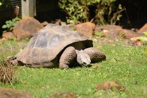 tortuga gigante de galápagos foto