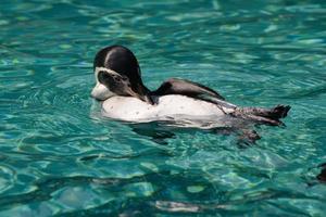 Humboldt Penguin floating on his back photo