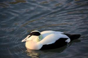 pato eider europeo foto