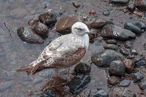 Juvenil de gaviota común en una playa en funchal madeira portugal foto