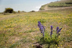 Viper's Bugloss growing on the cliff edge near Beachy Head photo