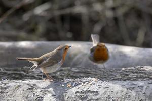 Robins standing on a log in springtime photo