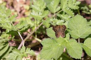Speckled Wood Butterfly sitting on a leaf in the spring sunshine photo