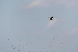 águila de cola blanca en el delta del danubio foto