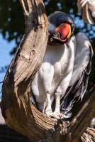 Close up of a King Vulture perched on a dead tree photo