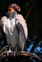 King Vulture close up photo