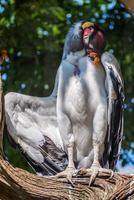 Close up of a King Vulture perched on a dead tree photo