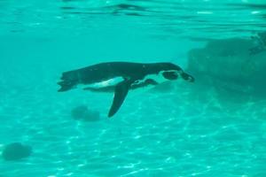 Humboldt Penguin swimming under the water photo