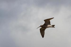 Eurasian Curlew in flight photo