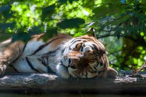 tigre de bengala durmiendo foto