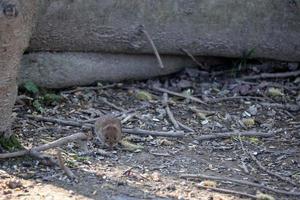 Bank Vole rooting around the canopy floor photo