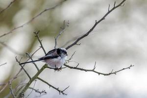 Long Tailed Tit Feeling the Cold photo