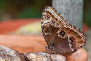 Blue Morpho Butterfly Feeding on Rotting Fruit photo