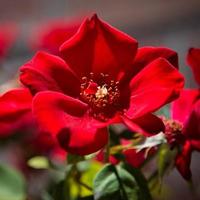 Red Dog Rose photo