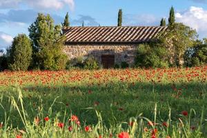 Poppy field in Tuscany on May 19, 2013 photo