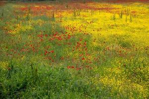 un campo de flores de primavera en castiglione del lago foto