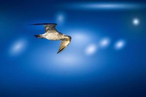 Juvenile European Herring Gull photo