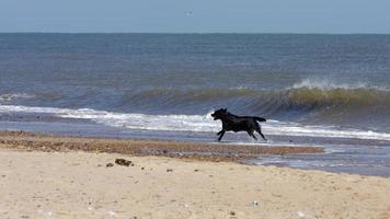 perro negro con una bola roja corriendo por la playa en winterton-on-sea en norfolk foto