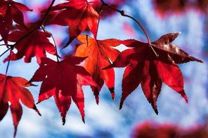 Bright red Acer leaves in the autumn sunshine photo