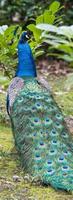 coloración vívida de un pavo real foto