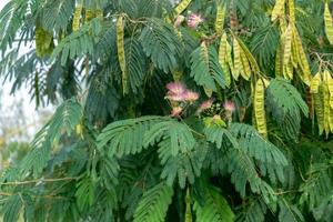 árbol de mimosa floreciendo en el delta del danubio foto