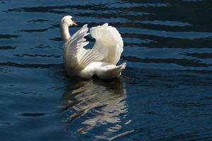 cisne mudo iluminado por el sol en el lago hallstatt foto