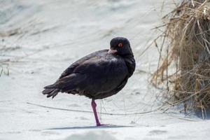 Variable Oystercatcher standing on one leg photo