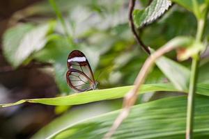 mariposa con alas de cristal descansando sobre una hoja foto