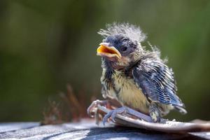 Blue Tit Fledgling clinging to a piece of bark photo