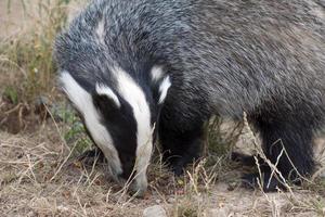 Badger feeding on pellets scattered on the ground photo