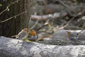 Robins standing on a log in springtime photo