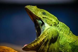 iguana verde con la boca abierta foto