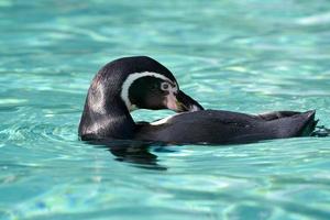 pingüino de humboldt flotando sobre su espalda foto